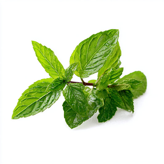 Botanica Gaia Mint CO₂ Absolute | Supercritical CO2 Extraction | Mentha x Piperita | For Perfume, Skincare and Aromatherapy