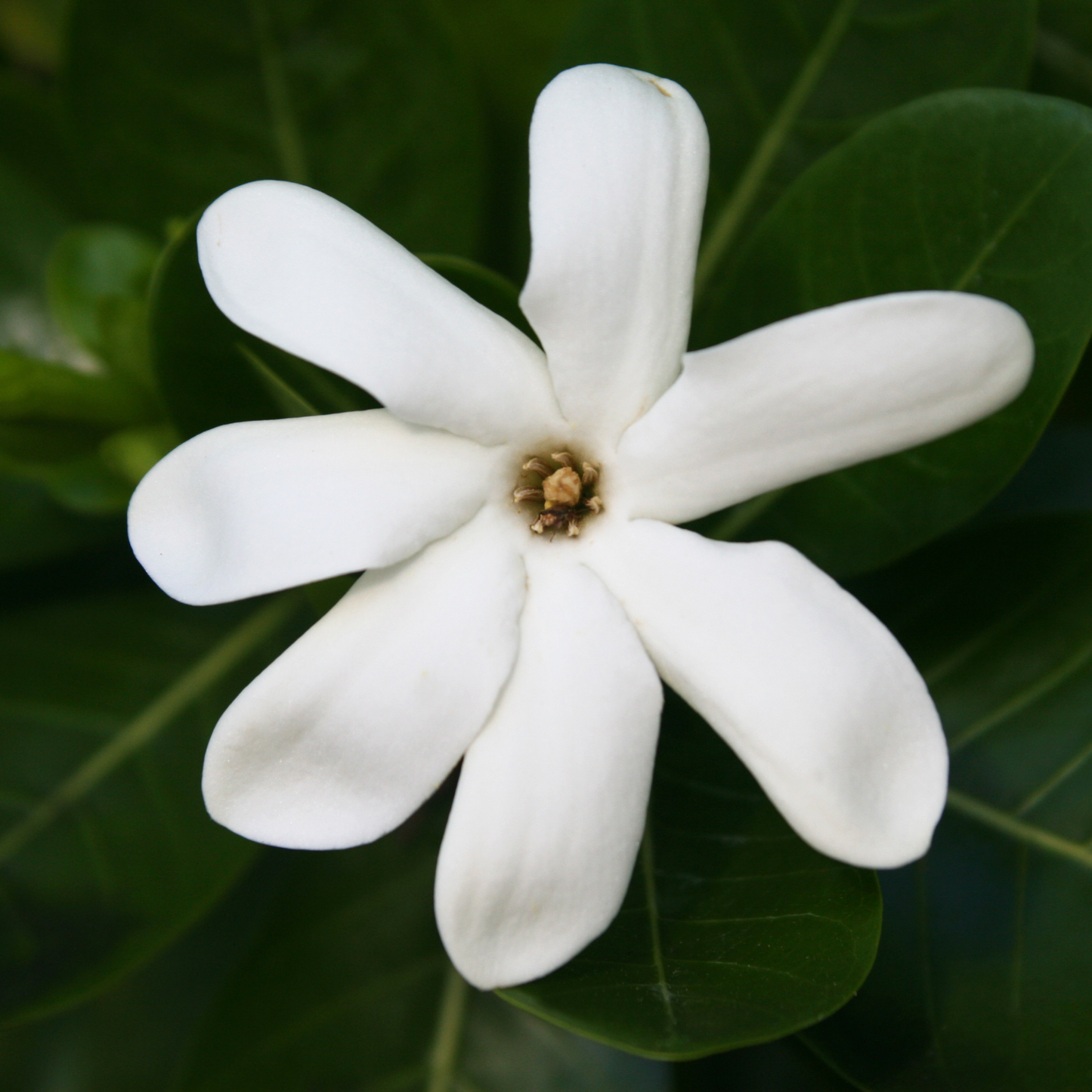 Bio Monoi de Tahiti Oil | Gardenia Taitensis | For Skincare and Haircare