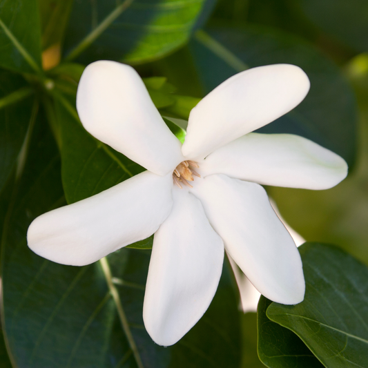 Bio Monoi de Tahiti Oil – product image 2