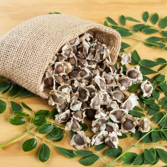 Bio Moringa Carrier Oil (Moringa Oleifera) – product image 2