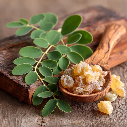 Botanica Gaia Wilcrafted Frankincense Serrata Macerated in Moringa Seed Oil | Boswellia Serrata and Moringa Oleifera | Premium Quality |