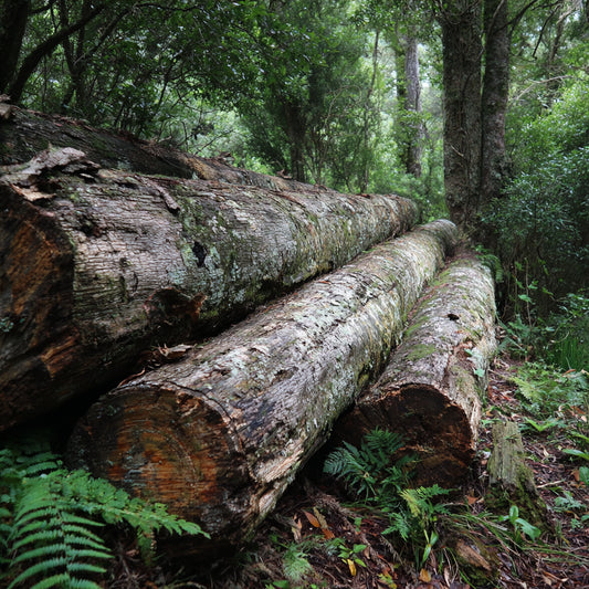 Botanica Gaia Wild Tanzanian Muhuhu Essential Oil | Premium Quality | Brachylaena Hutchinsii for Aromatherapy, Skin care and Perfume