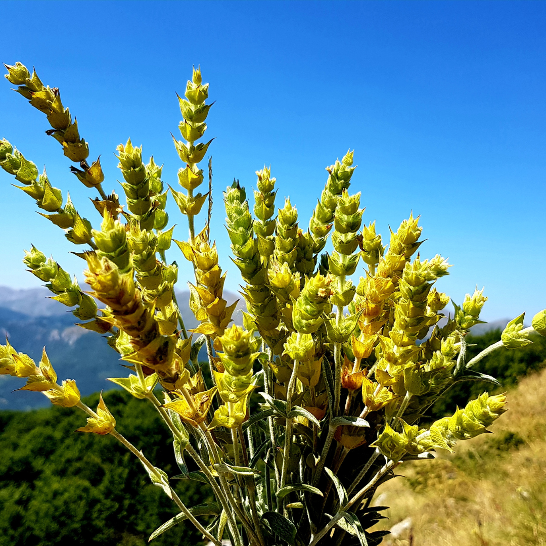 Greek Mountain Tea Wax | Sideritis Scardica | For natural perfumery, aromatherapy, and high-end skincare formulations