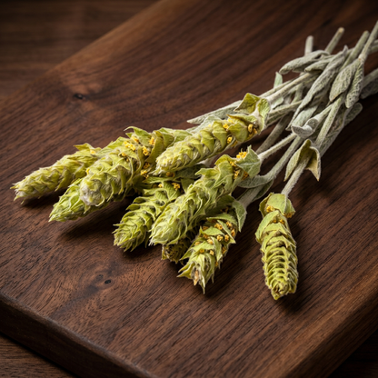 Greek Montain Tea CO2 Extract | Sideritis Scardica