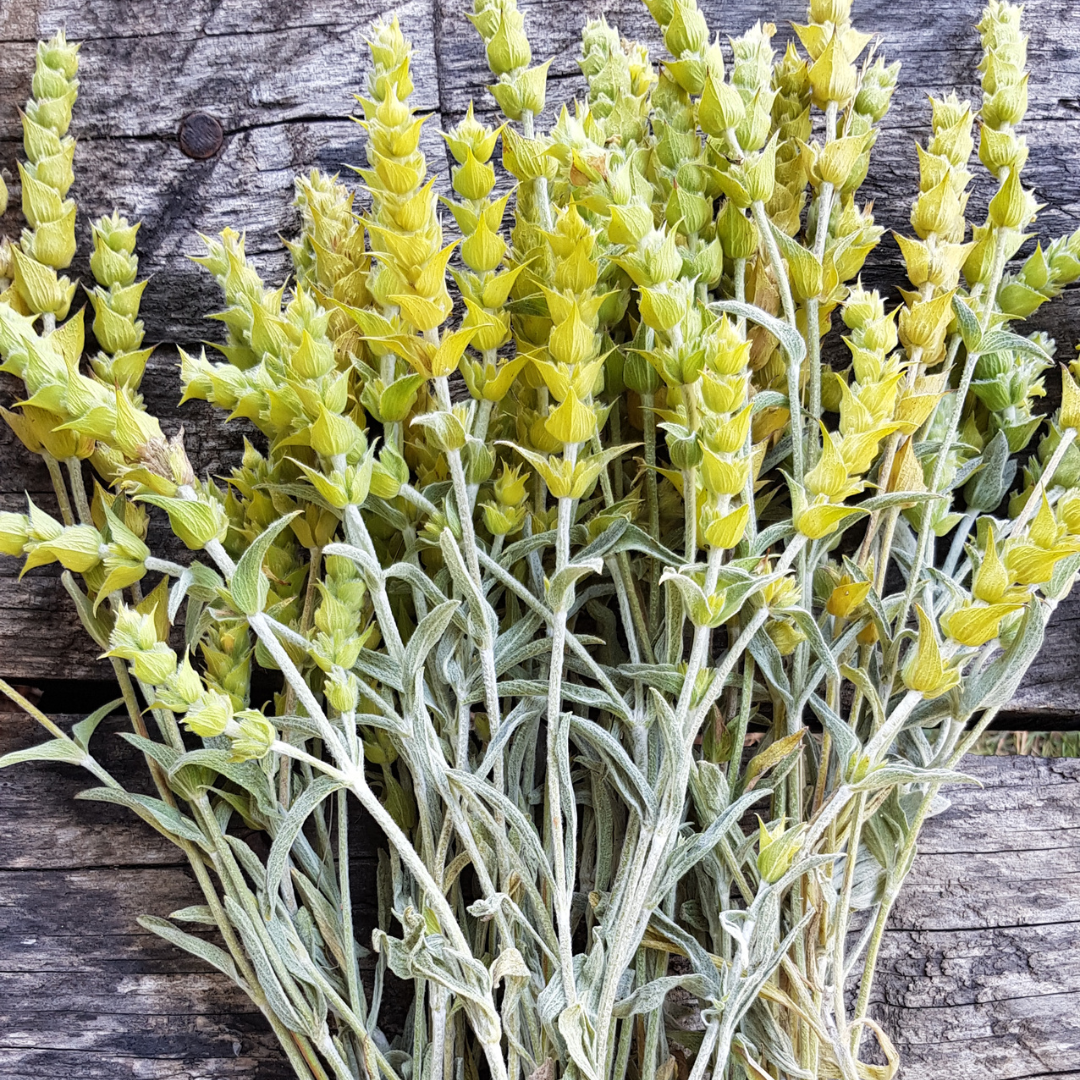 Greek Mountain Tea Wax | Sideritis Scardica | For natural perfumery, aromatherapy, and high-end skincare formulations