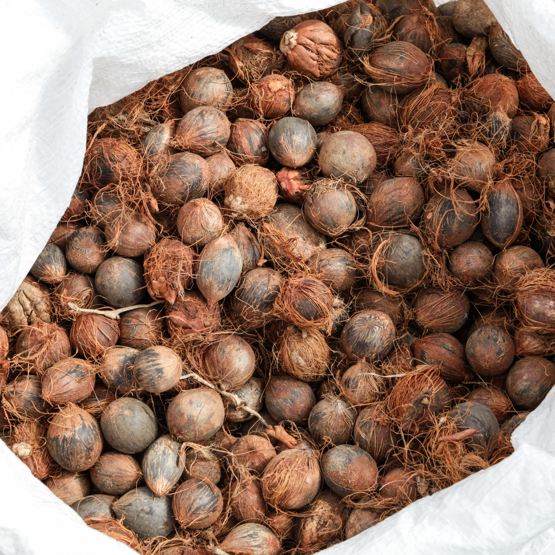 Bio Murumuru Seed Carrier Oil | Astrocaryum Murumuru | For Skincare and Haircare