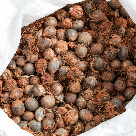 Bio Murumuru Seed Carrier Oil | Astrocaryum Murumuru | For Skincare and Haircare