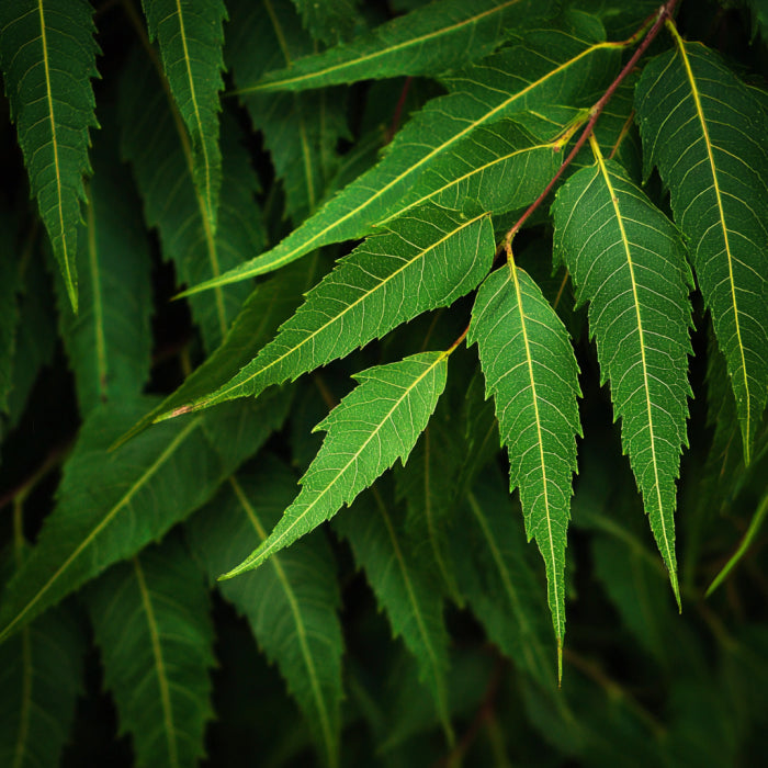 Bio Neem Seed Oil | Azadirachta Indica | For Skincare and Haircare
