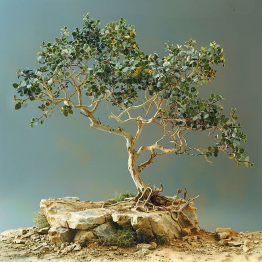 Botanica Gaia 100% Organic and Pure Wild Dark Frankincense Neglecta Essential Oil Boswellia Neglecta – product image 2