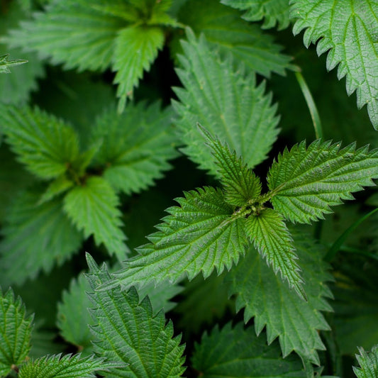Nettle Root CO₂ Extract (Urtica Dioica) – product image 2