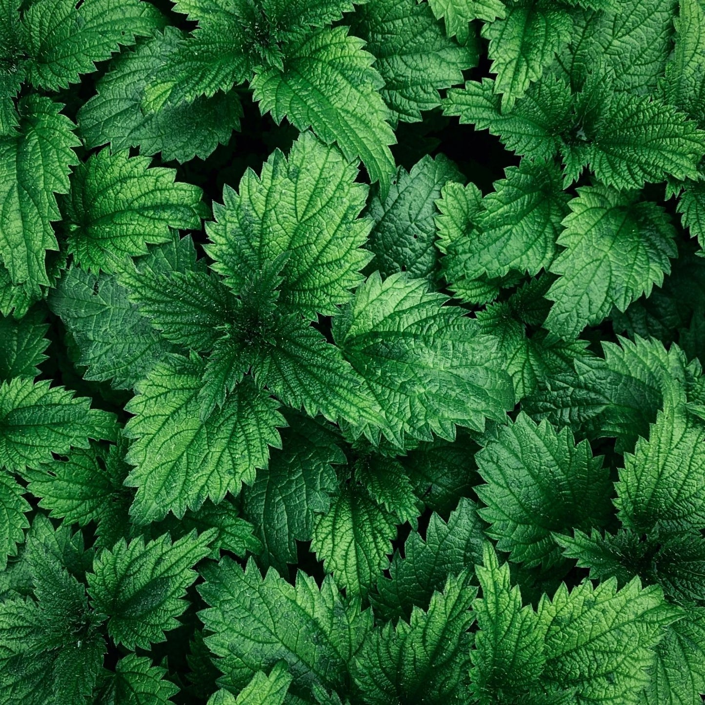 Botanica Gaia Bio Nettle Root Absolute | Urtica Dioica | Supercritical CO2 Extraction | Premium Quality | For Aromatherapy, Skincare and Perfume