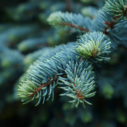 Christmas Tree - Noble Fir Essential Oil | Abies Procera | Is a timeless expression of the forest’s purity and strength. Its fresh, woody, and balsamic aroma refreshes the mind and body while grounding the emotions and restoring serenity.