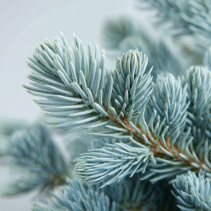 Christmas Tree - Noble Fir Essential Oil | Abies Procera | Is a timeless expression of the forest’s purity and strength. Its fresh, woody, and balsamic aroma refreshes the mind and body while grounding the emotions and restoring serenity.
