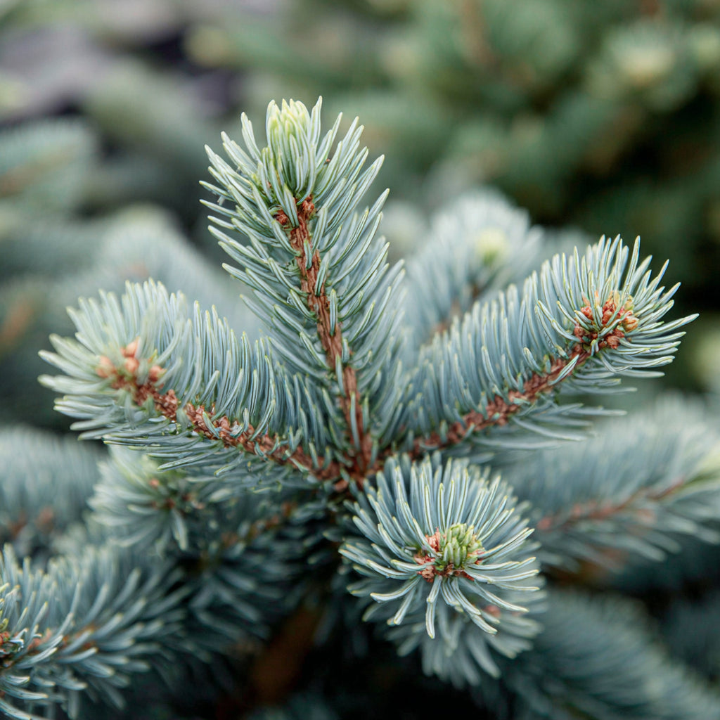 Christmas Tree - Noble Fir Essential Oil | Abies Procera | Is a timeless expression of the forest’s purity and strength. Its fresh, woody, and balsamic aroma refreshes the mind and body while grounding the emotions and restoring serenity.