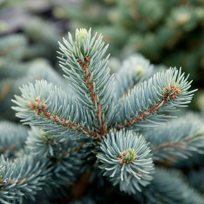 Christmas Tree - Noble Fir Essential Oil | Abies Procera | Is a timeless expression of the forest’s purity and strength. Its fresh, woody, and balsamic aroma refreshes the mind and body while grounding the emotions and restoring serenity.