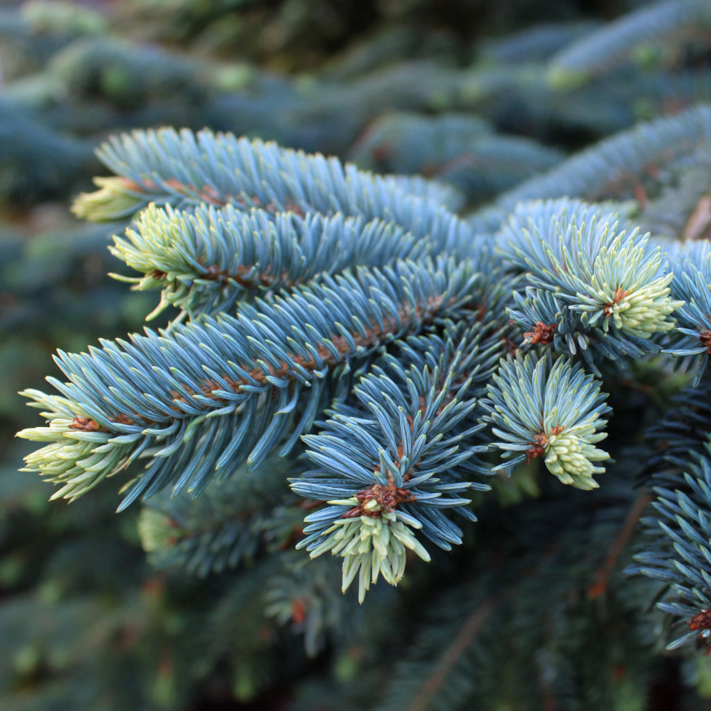 Christmas Tree - Noble Fir Essential Oil | Abies Procera | Is a timeless expression of the forest’s purity and strength. Its fresh, woody, and balsamic aroma refreshes the mind and body while grounding the emotions and restoring serenity.