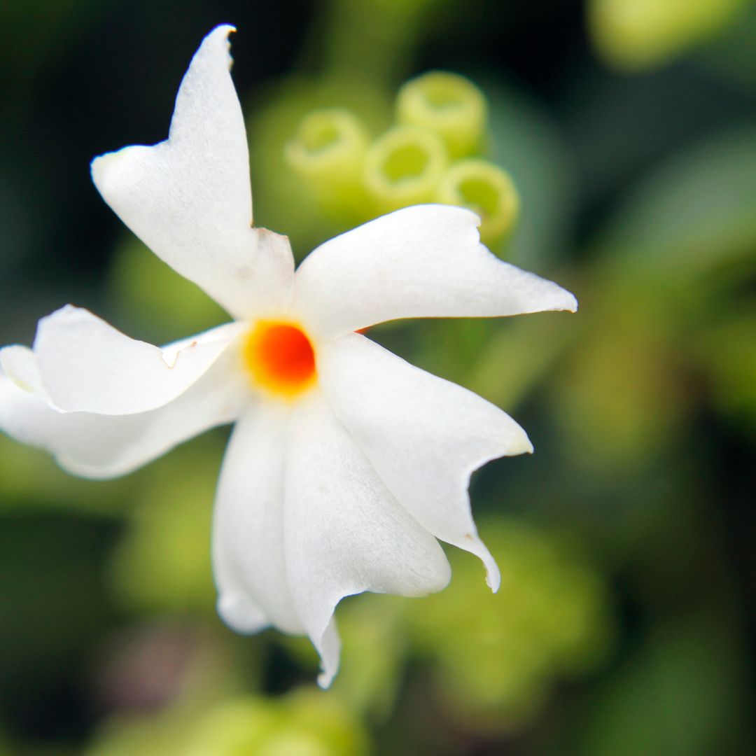 Botanica Gaia 100% Bio Nyctanthes Jasmine Essential Oil | Nyctanthes Arbor-Tristis |