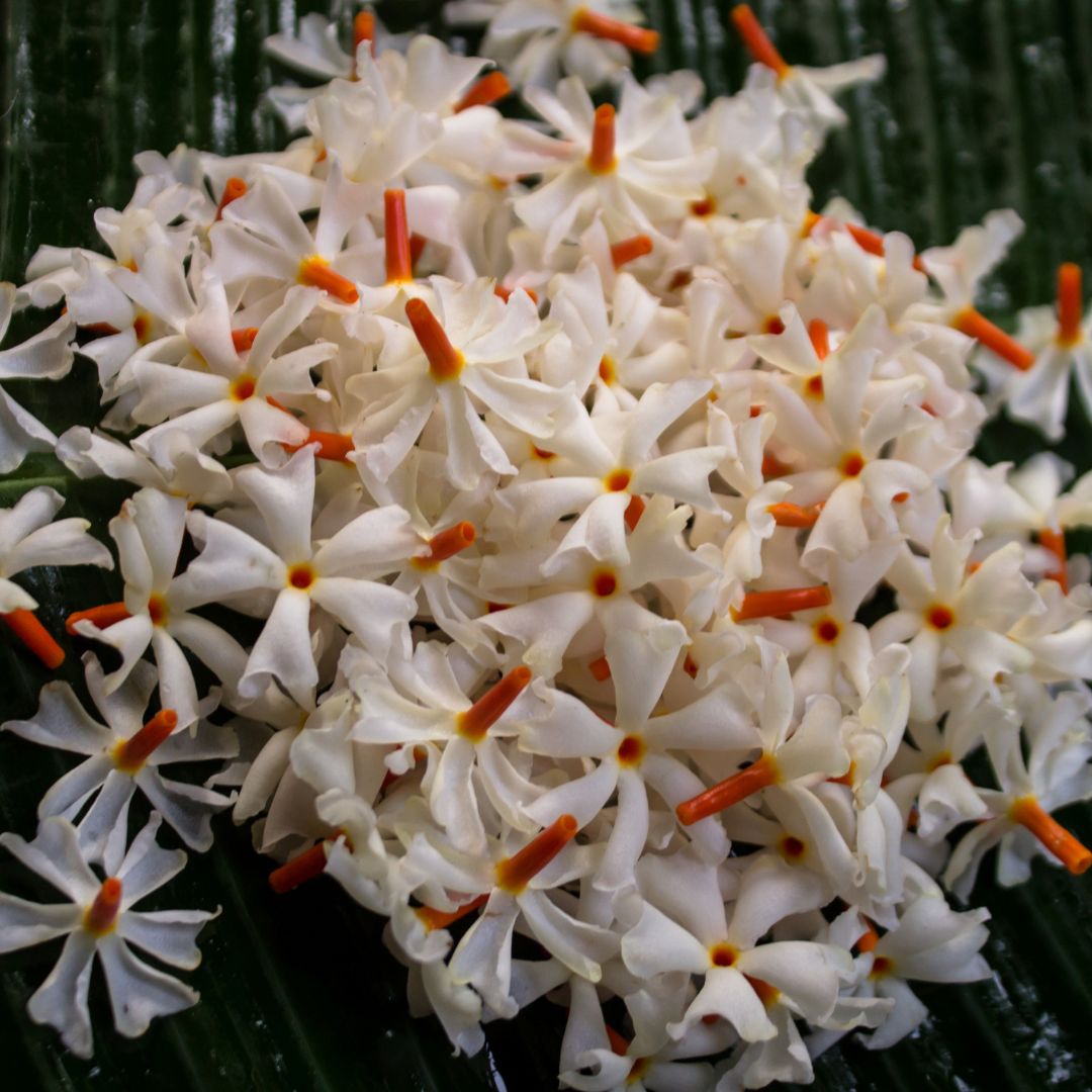Botanica Gaia 100% Bio Nyctanthes Jasmine Essential Oil | Nyctanthes Arbor-Tristis |
