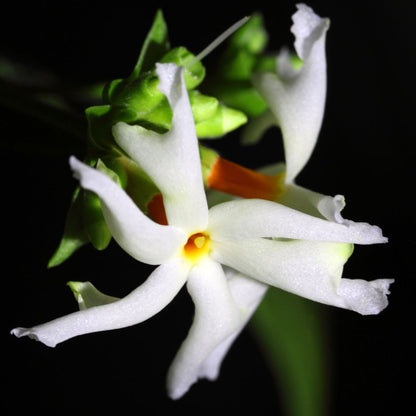 Botanica Gaia 100% Bio Nyctanthes Jasmine Essential Oil | Nyctanthes Arbor-Tristis |