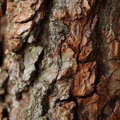 Botanica Gaia Bio Oak Bark CO₂ Absolute | Supercrcitical CO2 Extraction | Quercus Robur | Premium Quality | For Aromatherapy, Skincare and Perfume