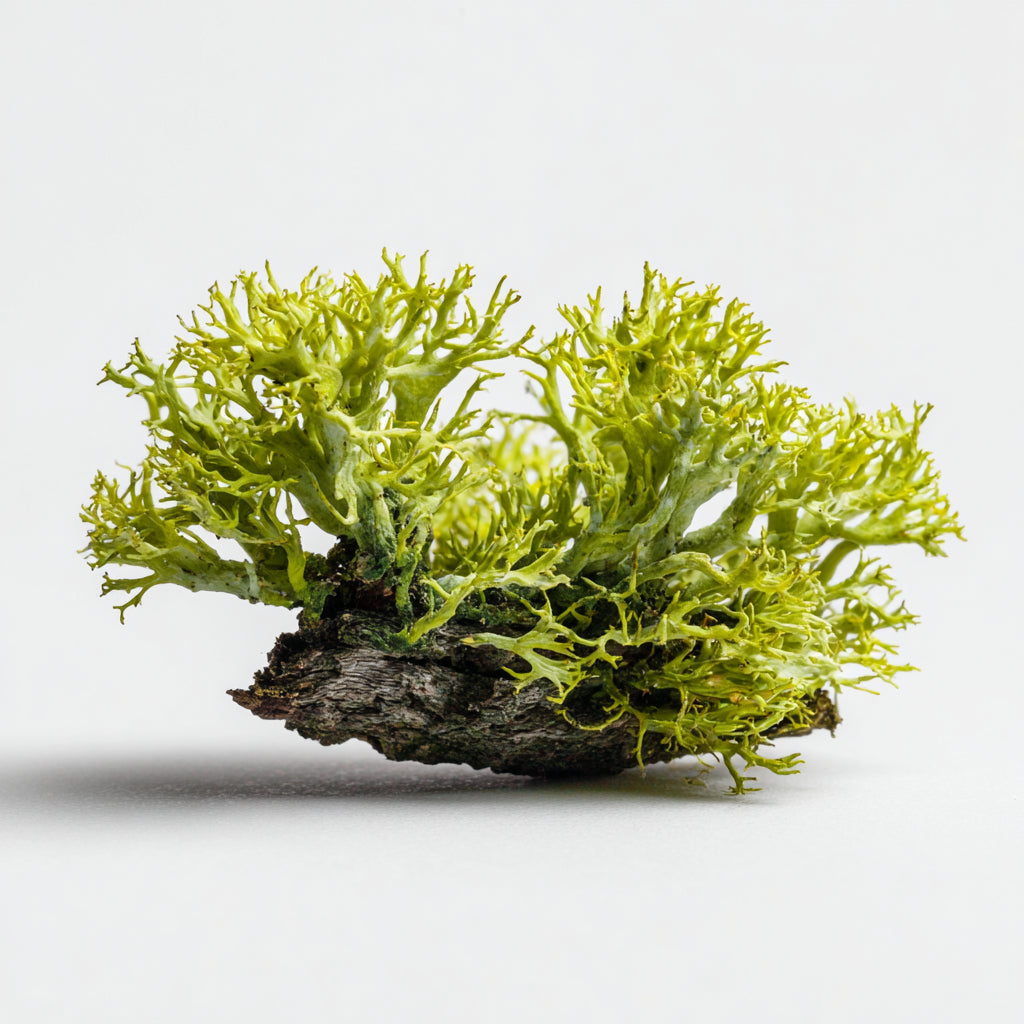 Botanica Gaia Wildcrafted Hungarian Oakmoss Absolute | Evernia Prunastri | For Incense and Aromatherapy
