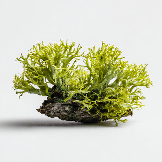 Botanica Gaia Wildcrafted Hungarian Oakmoss Absolute | Evernia Prunastri | For Incense and Aromatherapy