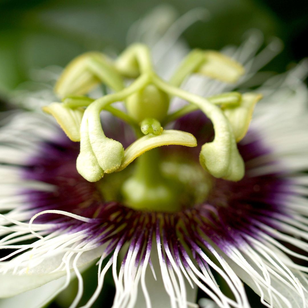 Bio Passionfruit Seed CO2 Oil (Passiflora edulis)