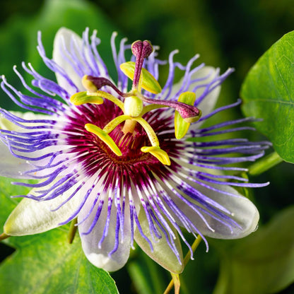 Bio Passionfruit Seed CO2 Oil (Passiflora edulis)