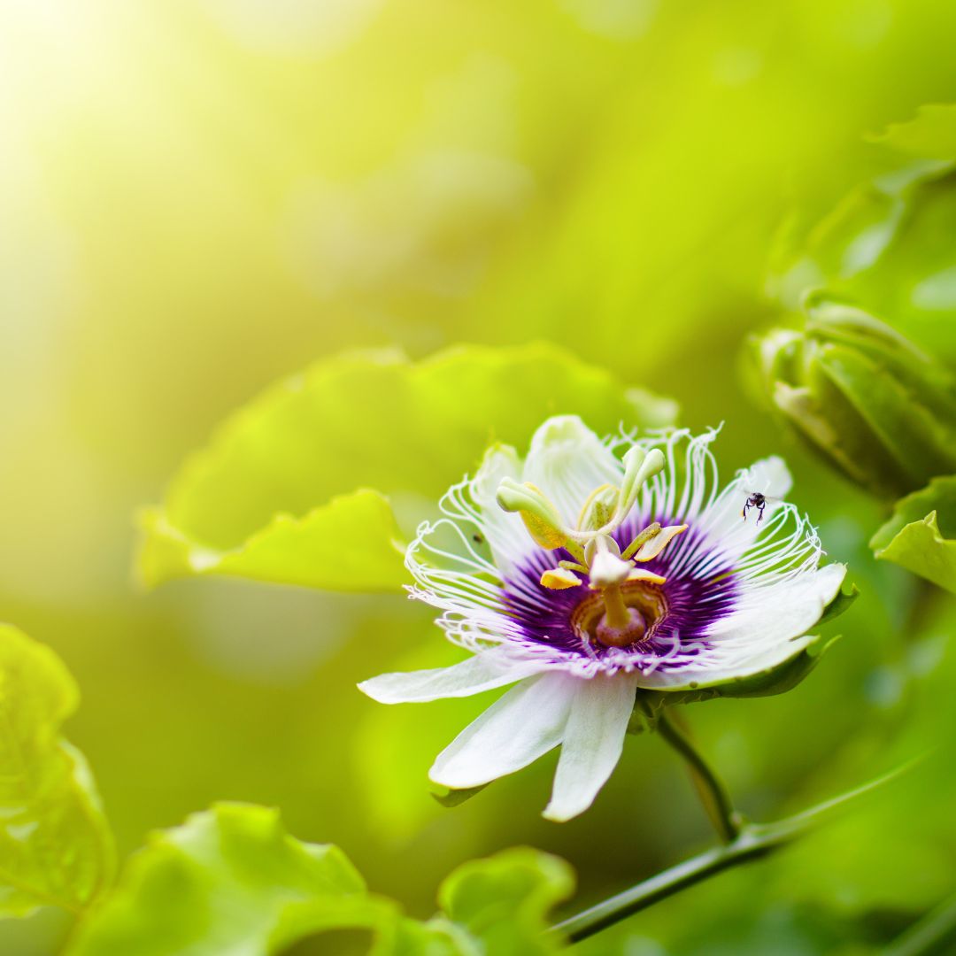 Bio Passionfruit Seed CO2 Oil (Passiflora edulis)