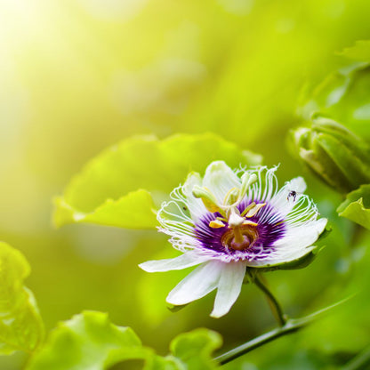 Bio Passionfruit Seed CO2 Oil (Passiflora edulis)