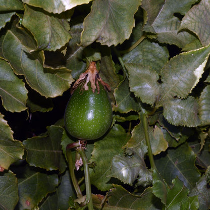 Bio Passionfruit Seed CO2 Oil (Passiflora edulis)