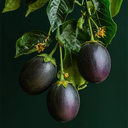 Bio Passionfruit Seed CO2 Oil (Passiflora edulis)