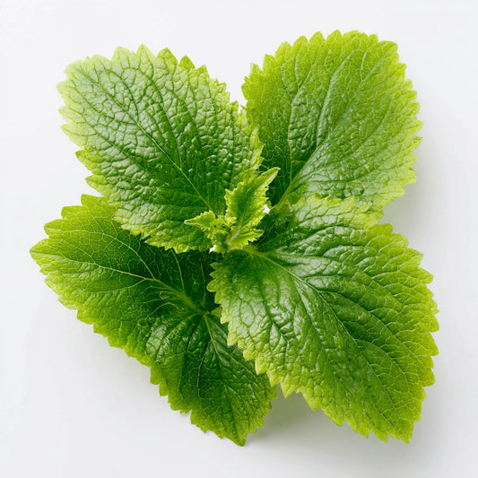 Patchouli Leaf Wax CO₂ Extract (Pogostemon cablin) – product image 2