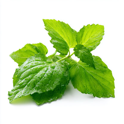 Patchouli Leaf Wax CO₂ Extract (Pogostemon cablin)