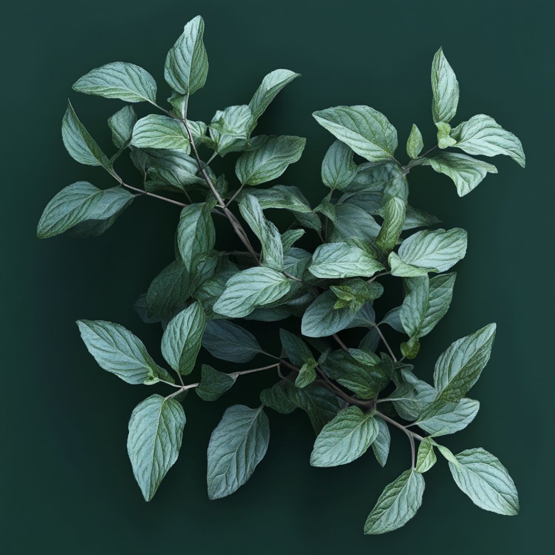 Peppermint CO2 Extract (Mentha x Piperita)