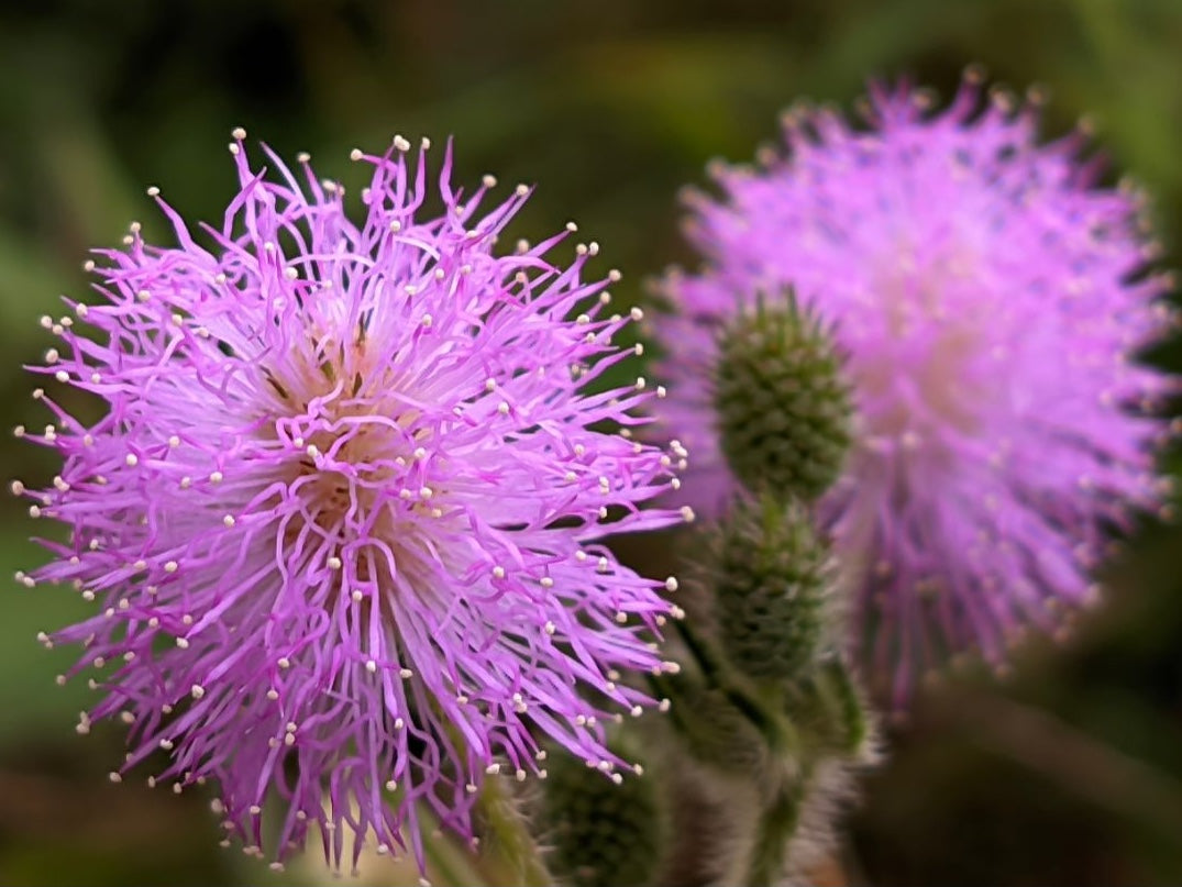 Botanica Gaia Bio Pink Mimosa Absolute Oil | Mimosa Tenuiflora | For Perfume, Aromatherapy and Skincare