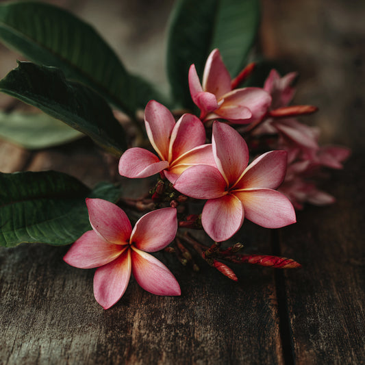 Botanica Gaia 100% Organic and Pure Pink Frangipani Essential Oil | Plumeria Rubra