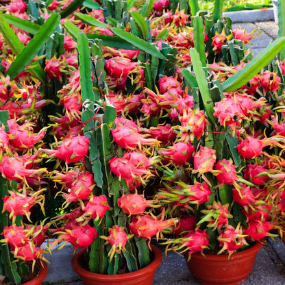 Bio Dragonfruit Carrier Oil (Hylocereus undatus)