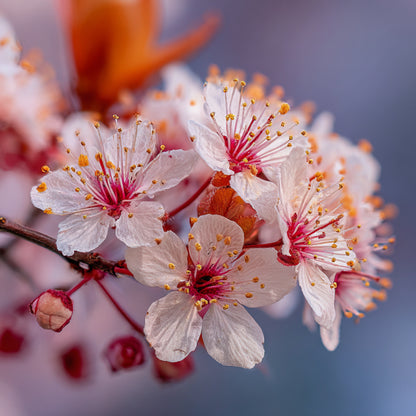 Plum Blossom CO₂ Wax | Prunus Domestica | Soft floral-fruity aroma with soothing, antioxidant, and balancing benefits for skincare and perfumery.