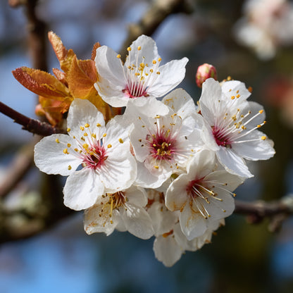 Plum Blossom CO₂ Wax | Prunus Domestica | Soft floral-fruity aroma with soothing, antioxidant, and balancing benefits for skincare and perfumery.