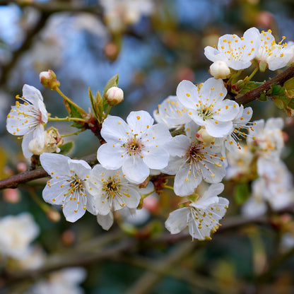 Botanica Gaia Bio Plum Blossom Absolute | Prunus domestica | For Aromatherapy, Skincare and Perfume