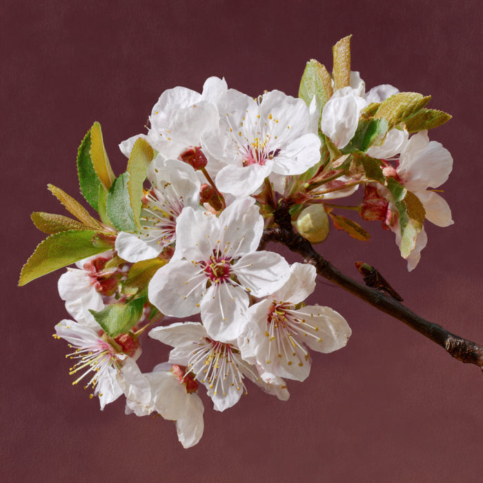 Botanica Gaia Bio Plum Blossom Absolute | Prunus domestica | For Aromatherapy, Skincare and Perfume