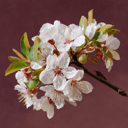 Botanica Gaia Bio Plum Blossom Absolute | Prunus domestica | For Aromatherapy, Skincare and Perfume