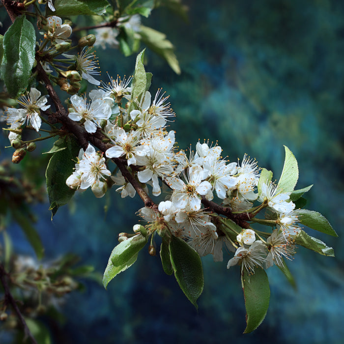 Botanica Gaia Bio Plum Blossom Absolute | Prunus domestica | For Aromatherapy, Skincare and Perfume
