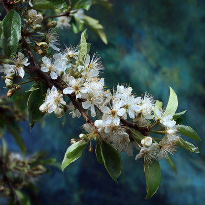 Botanica Gaia Bio Plum Blossom Absolute | Prunus domestica | For Aromatherapy, Skincare and Perfume