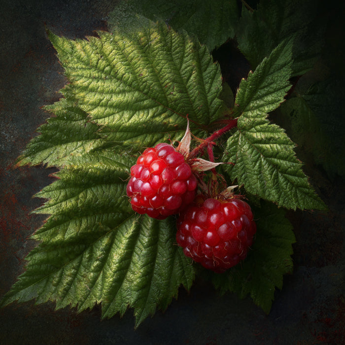 Raspberry Leaf  CO₂ Wax | Rubus Idaeus | A touch of forest serenity, while its antioxidant-rich composition nourishes and protects the skin