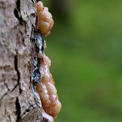 Botanica Gaia Wild Red Frankincense Sacra Essential Oil | Premium Quality | Boswellia Sacra for Aromatherapy, Skin care and Perfume