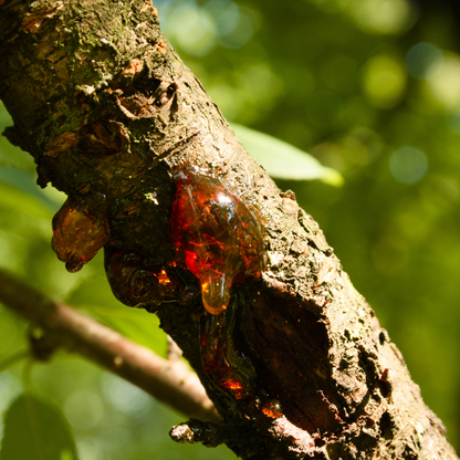 Botanica Gaia Wild Red Frankincense Sacra Essential Oil | Premium Quality | Boswellia Sacra for Aromatherapy, Skin care and Perfume