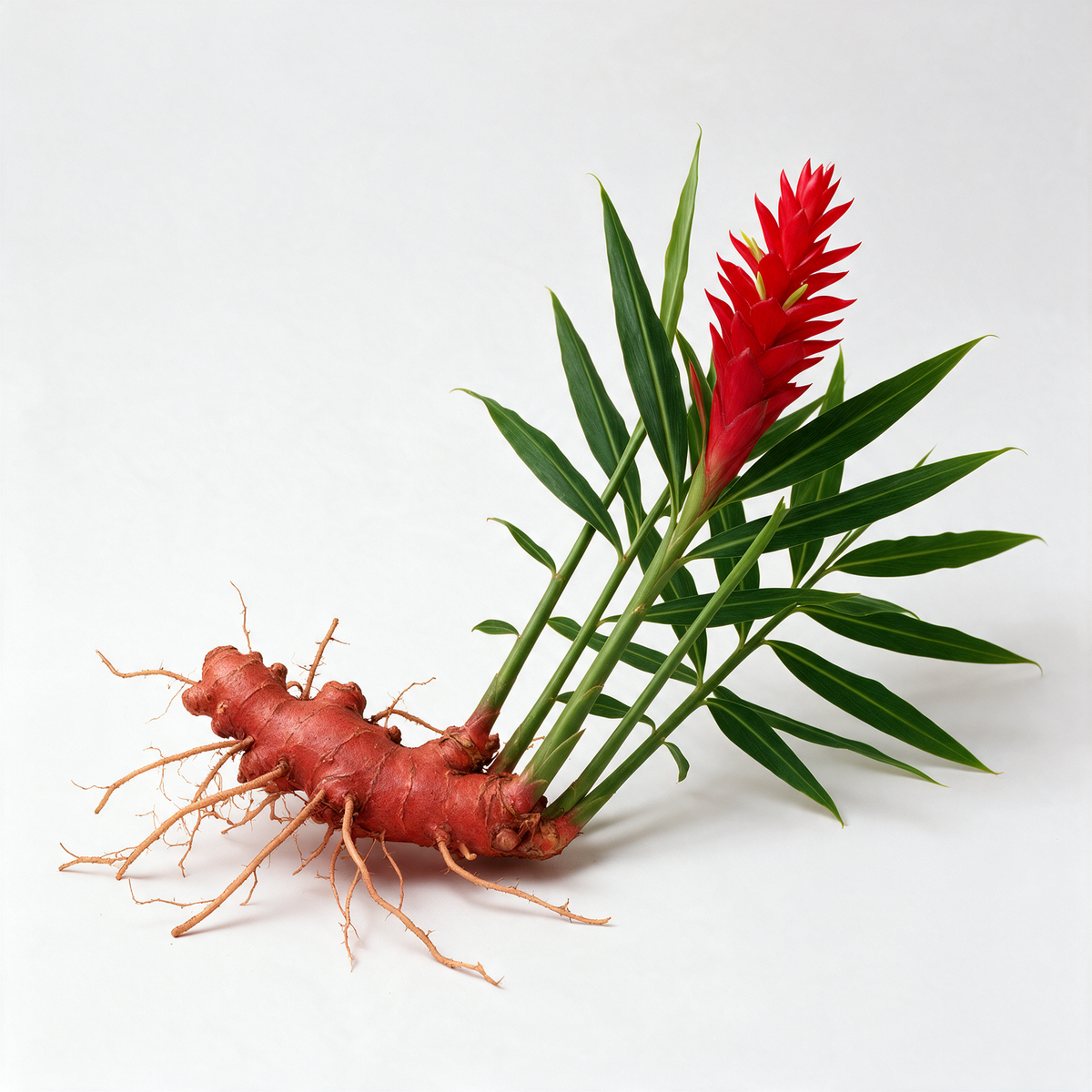 Red Ginger Essential Oil | Zingiber Officinale var. rubrum