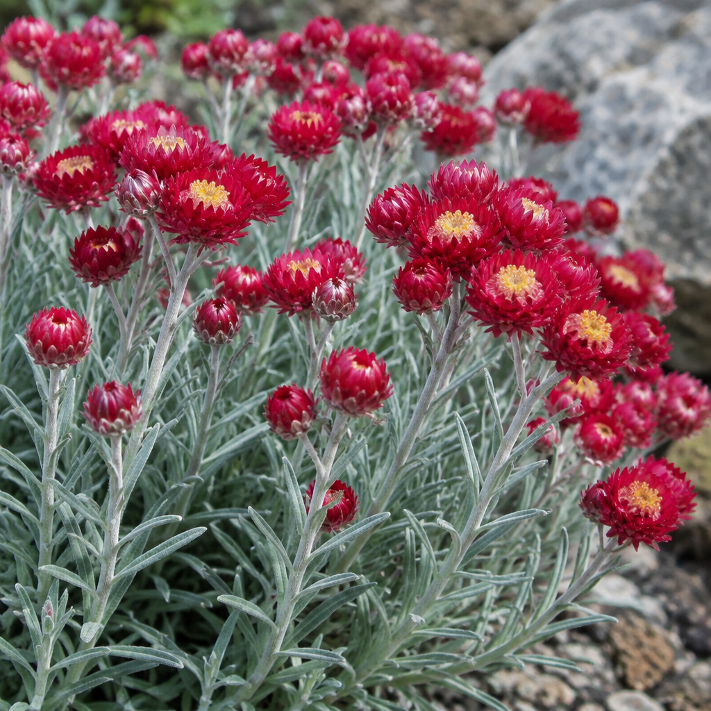 Red Helichrysum CO2 Total Extract | Helichrysum Sanguineum